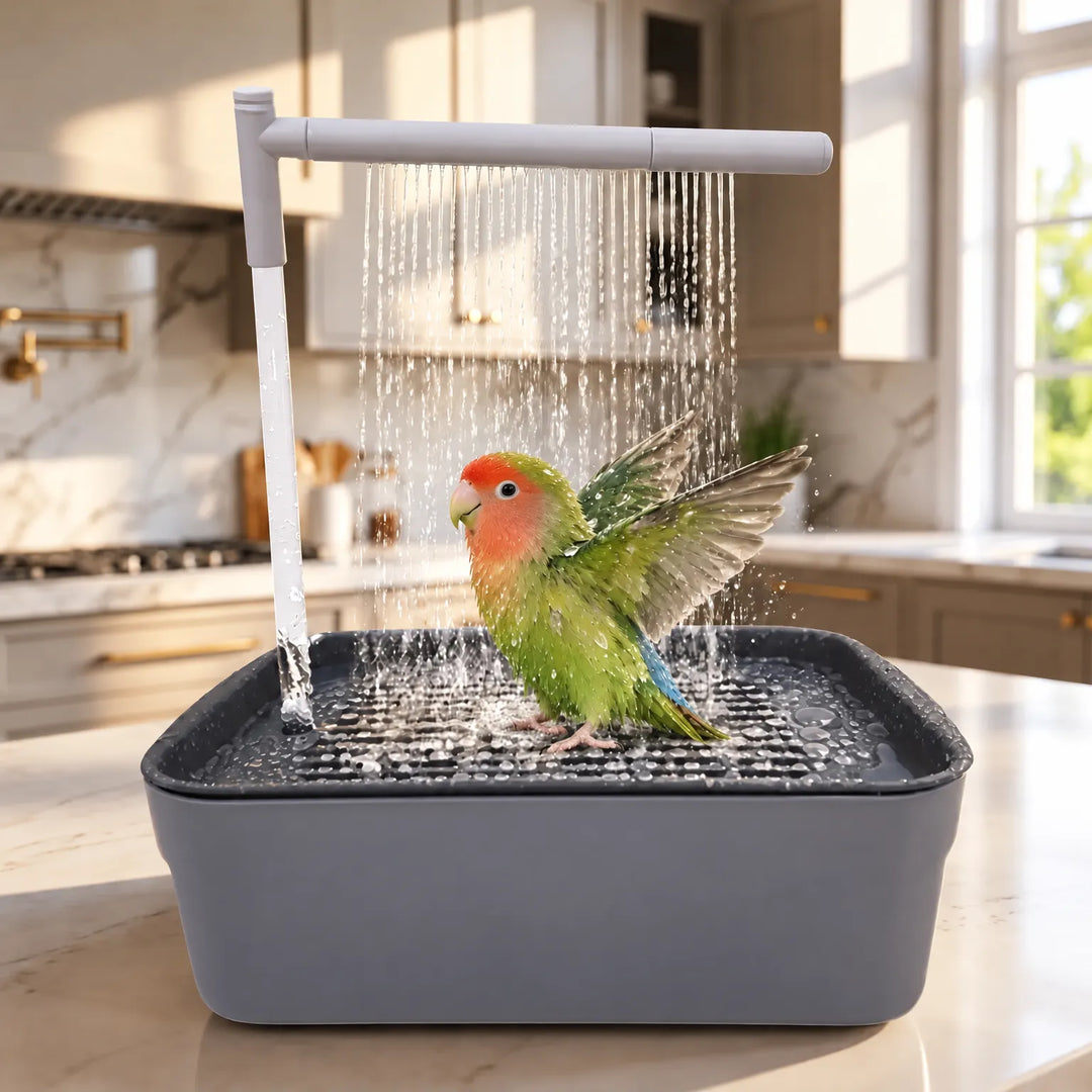 Green lovebird with an orange face spreads its wings under the falling spray inside the gray bath, set on a kitchen counter. 2