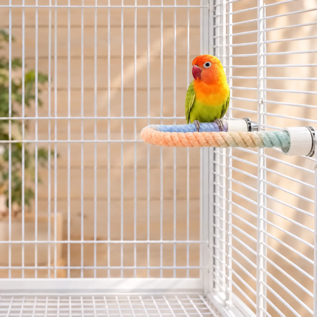 Small green, yellow and orange lovebird perched on the curved rope perch mounted inside a white wire cage. 2