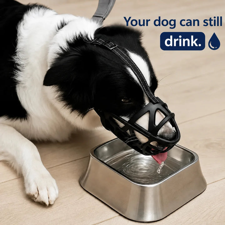 Black and white dog wearing the muzzle drinking from a steel water bowl on a wood floor.