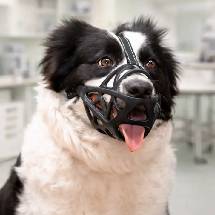 Front view of a border collie wearing the black muzzle with forehead strap in a blurred clinic-like room.