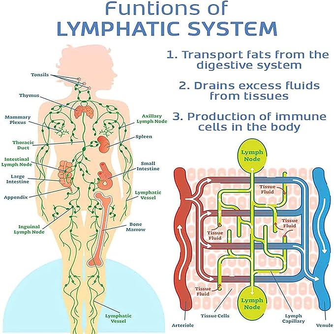Diagram of the human lymphatic system with labeled organs and nodes.