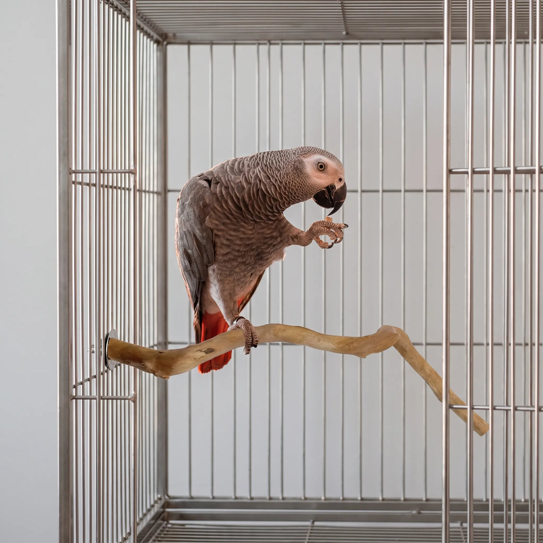 Gray parrot with a red tail perched on the wooden branch inside a metal cage, holding a treat in one foot. 3