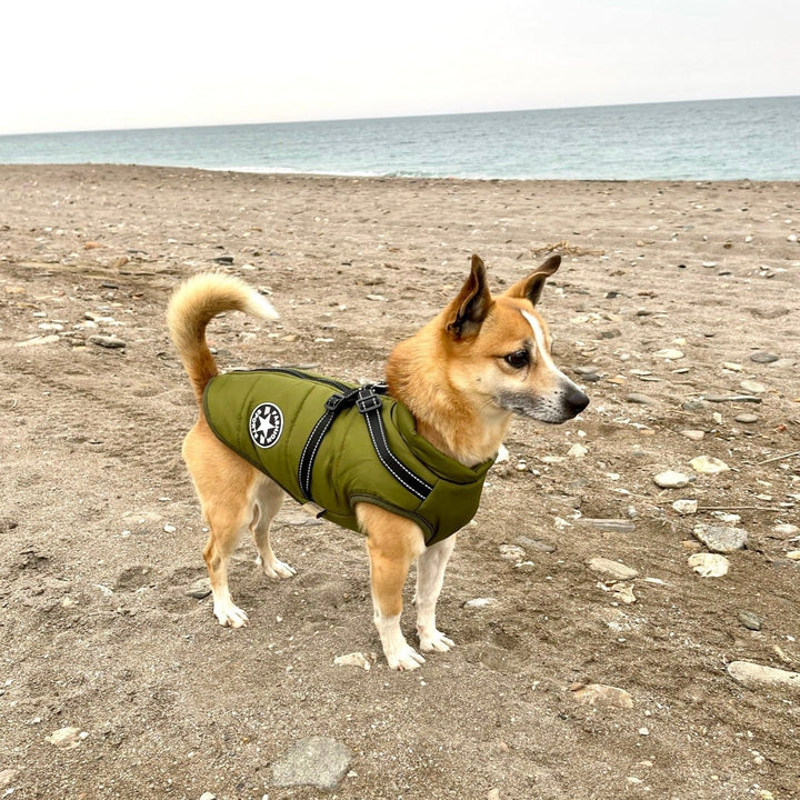 Tan and white dog in an olive green jacket with harness standing on a pebbly beach with the sea behind. 10