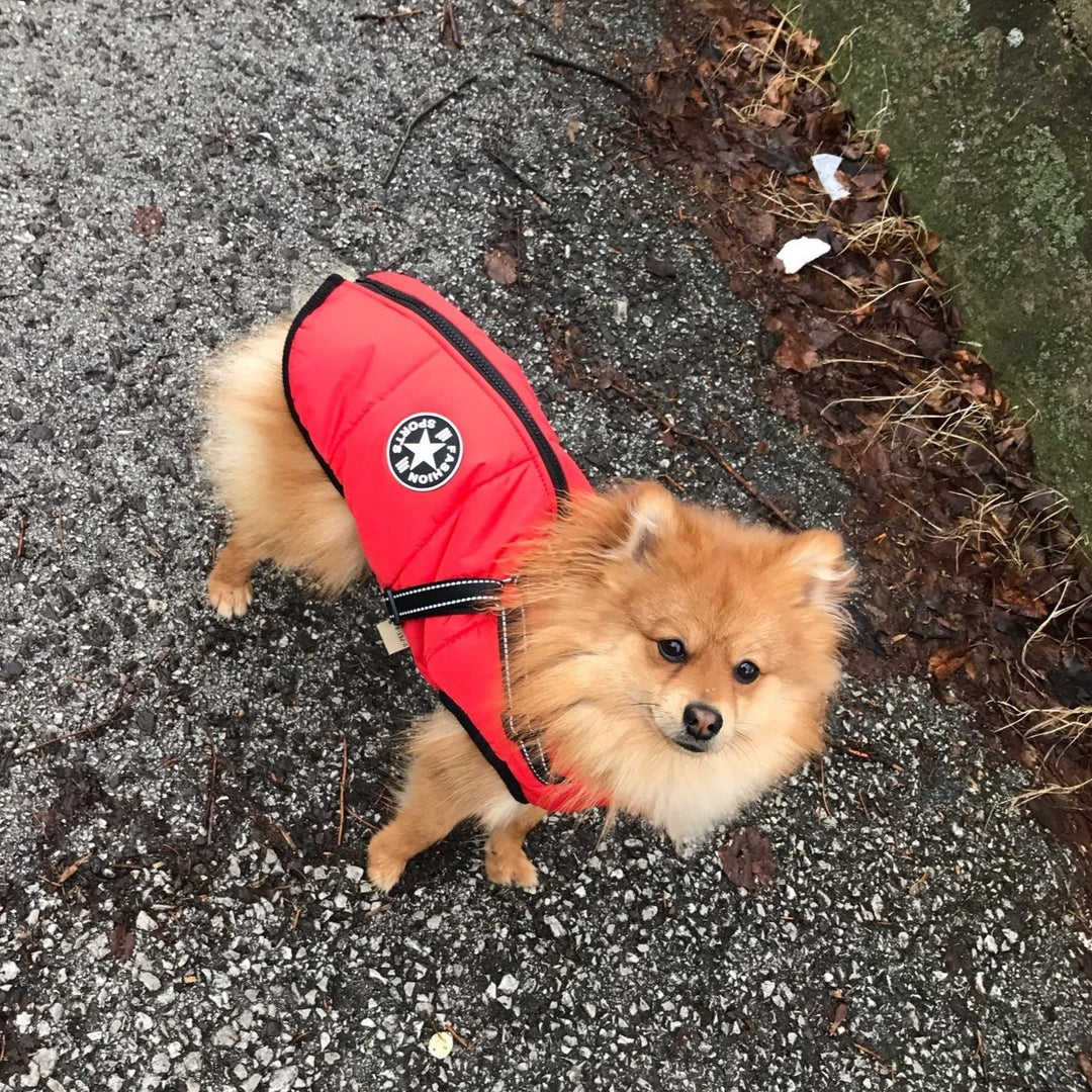 Fluffy Pomeranian seen from above wearing a red jacket with black trim and harness strap on a gravel path. 11