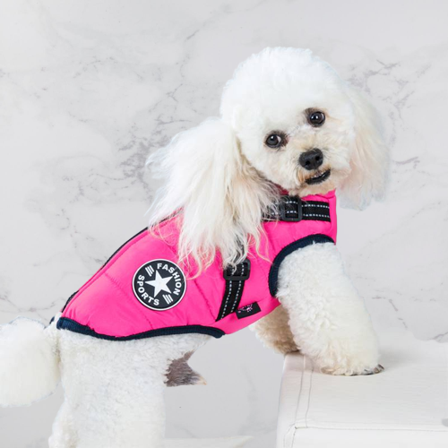 White poodle posing on a white surface in a bright pink jacket with black trim and reflective harness straps. 12