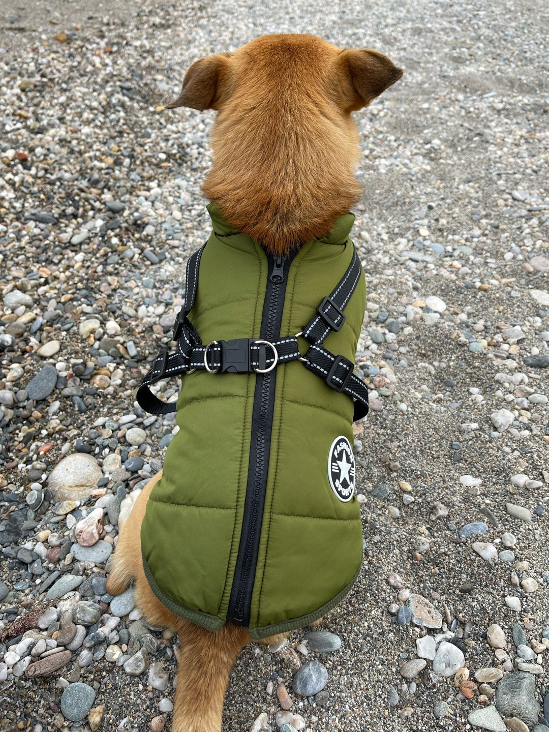 Rear view of a dog sitting on pebbles in an olive green jacket, showing the center back zipper, crossed harness straps and leash ring. 13