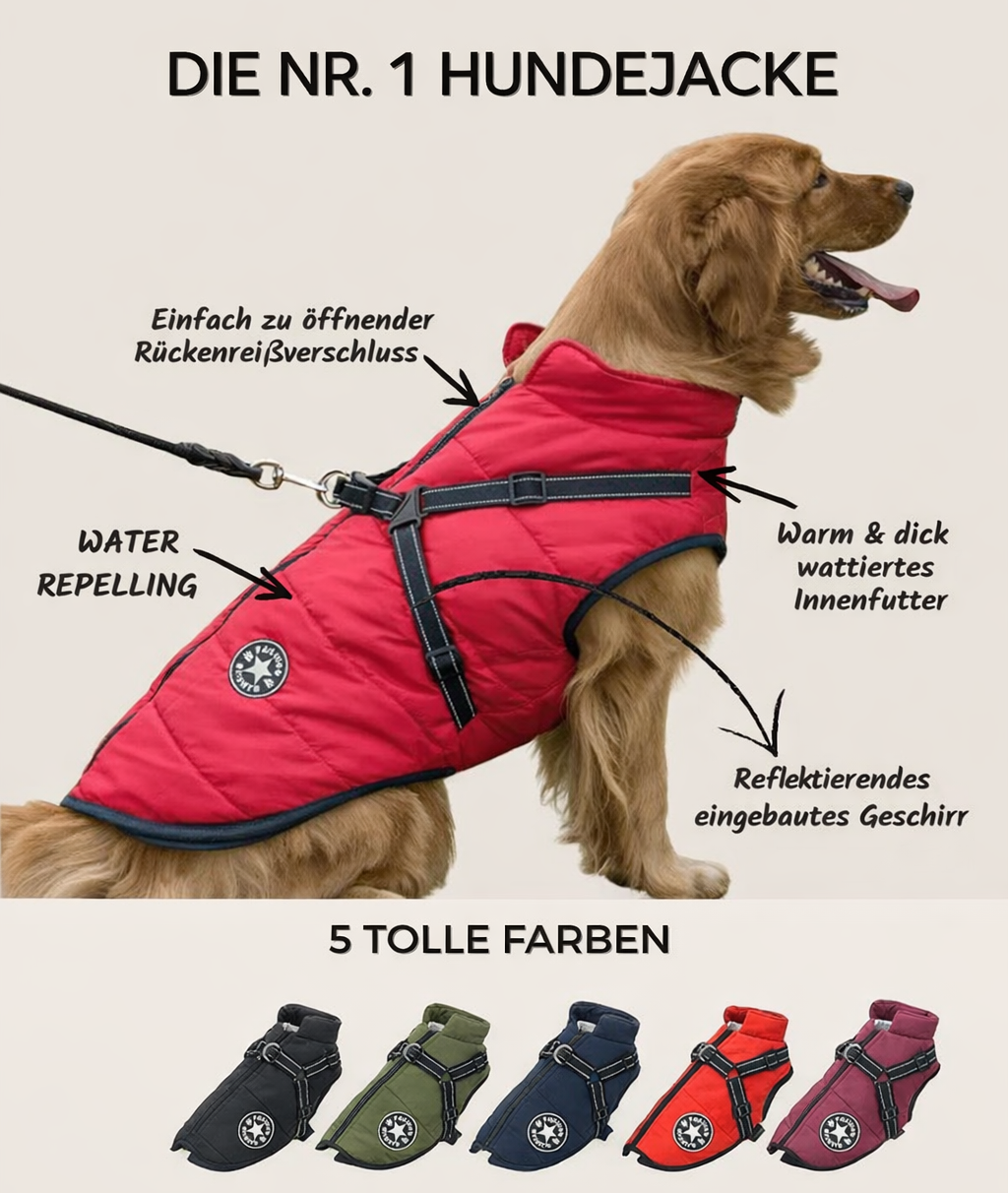Golden retriever in a red jacket with arrows pointing to the back zipper, quilted lining and harness, above five color options. 2