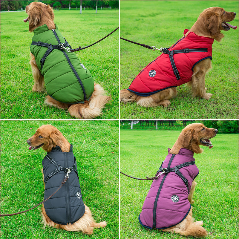 Four-panel collage of golden retrievers on grass wearing the jacket in green, red, black and purple, each leashed through the harness. 3