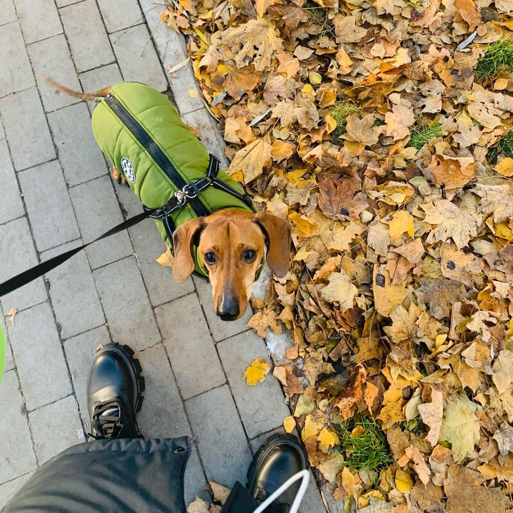 Overhead view of a dachshund in a green jacket with harness on a brick sidewalk next to fallen autumn leaves. 7