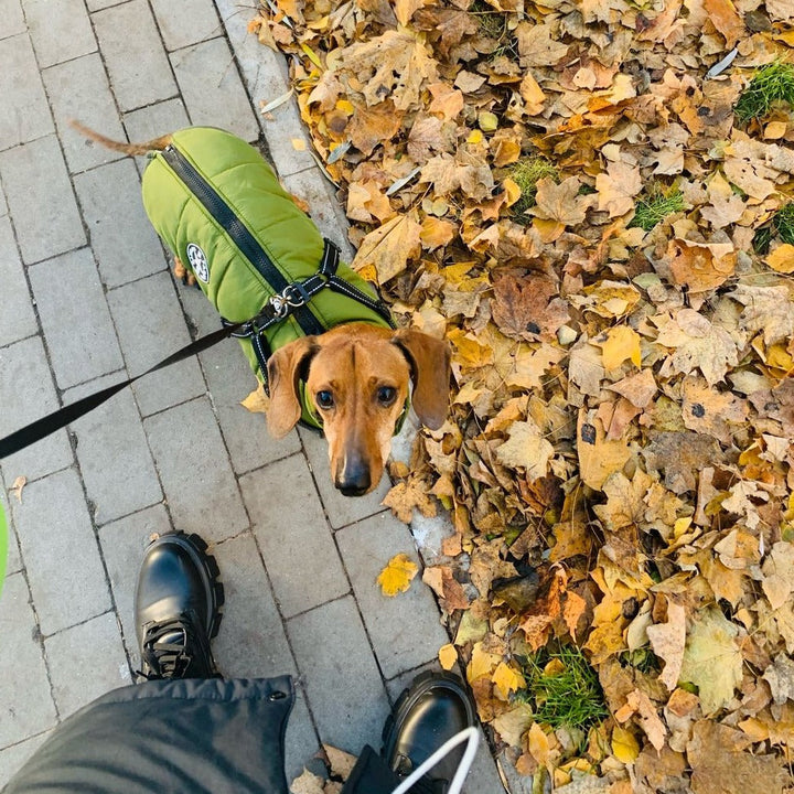 Overhead view of a dachshund in a green jacket with harness on a brick sidewalk next to fallen autumn leaves. 7