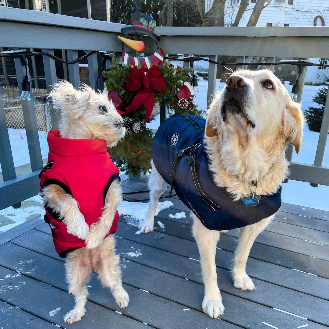 Two dogs on a snowy wooden deck, a small shaggy one in a red jacket and a large light-coated one in navy. 8