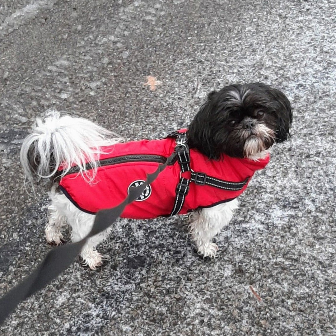 Small black and white dog in a red jacket with reflective harness straps and back zipper, leashed on a wet, frosty pavement. 9