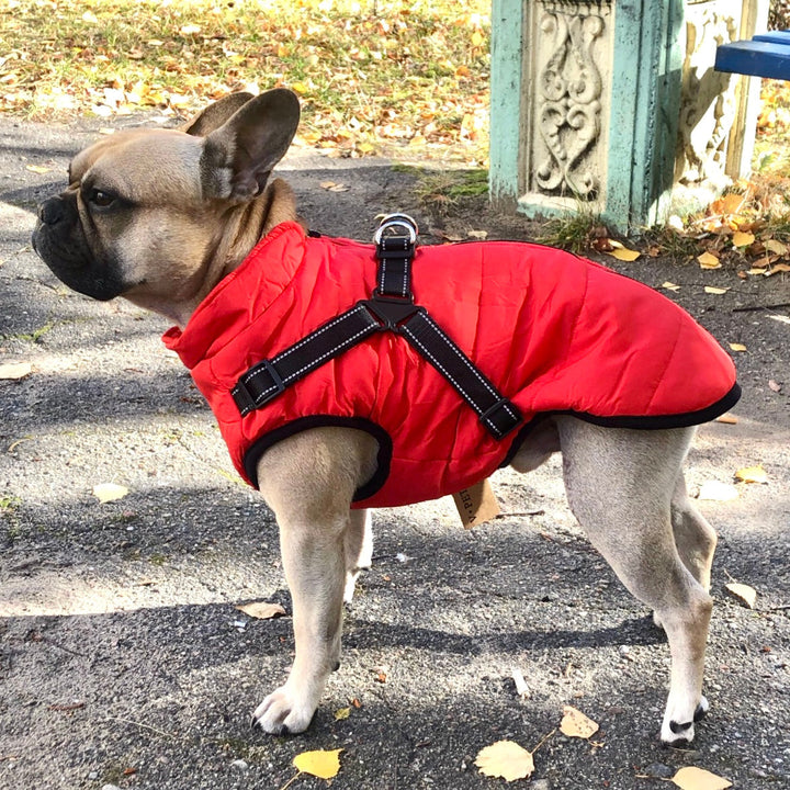 French bulldog in profile wearing a red quilted jacket with black reflective harness straps, standing on a leaf-strewn path. 1