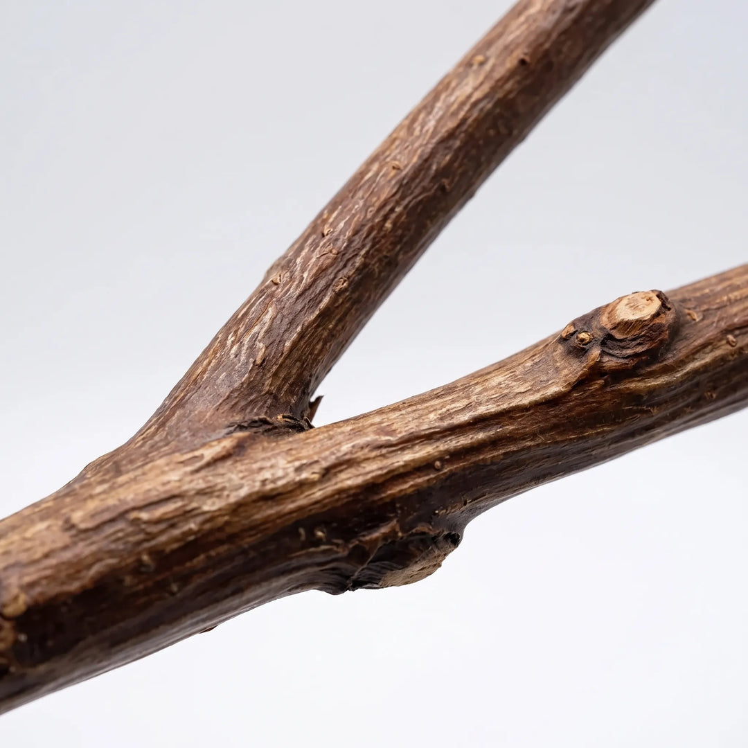 Close-up of the branch fork showing rough bark texture, a small knot and the natural brown wood grain against a pale background. 3
