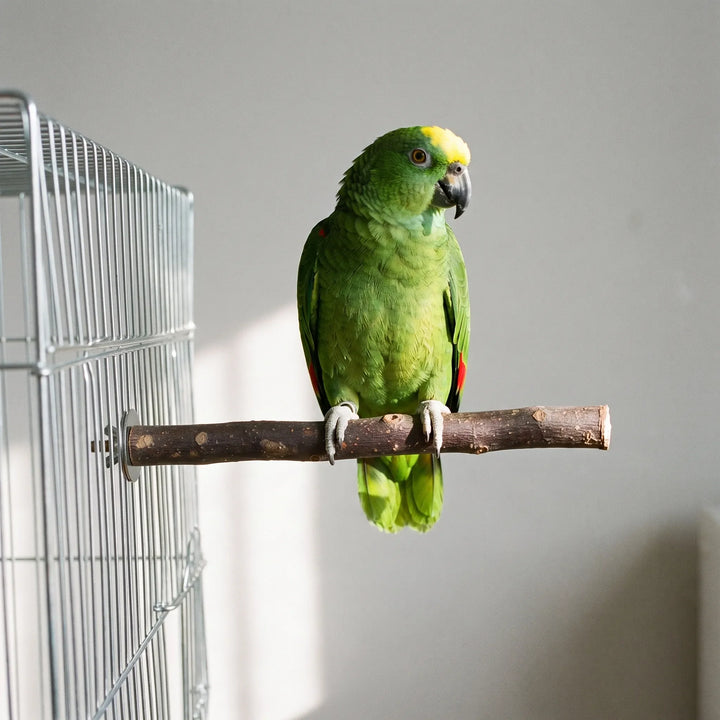 Green parrot with a yellow forehead standing on a bare wooden branch perch fixed with a wing nut to a wire cage. 2