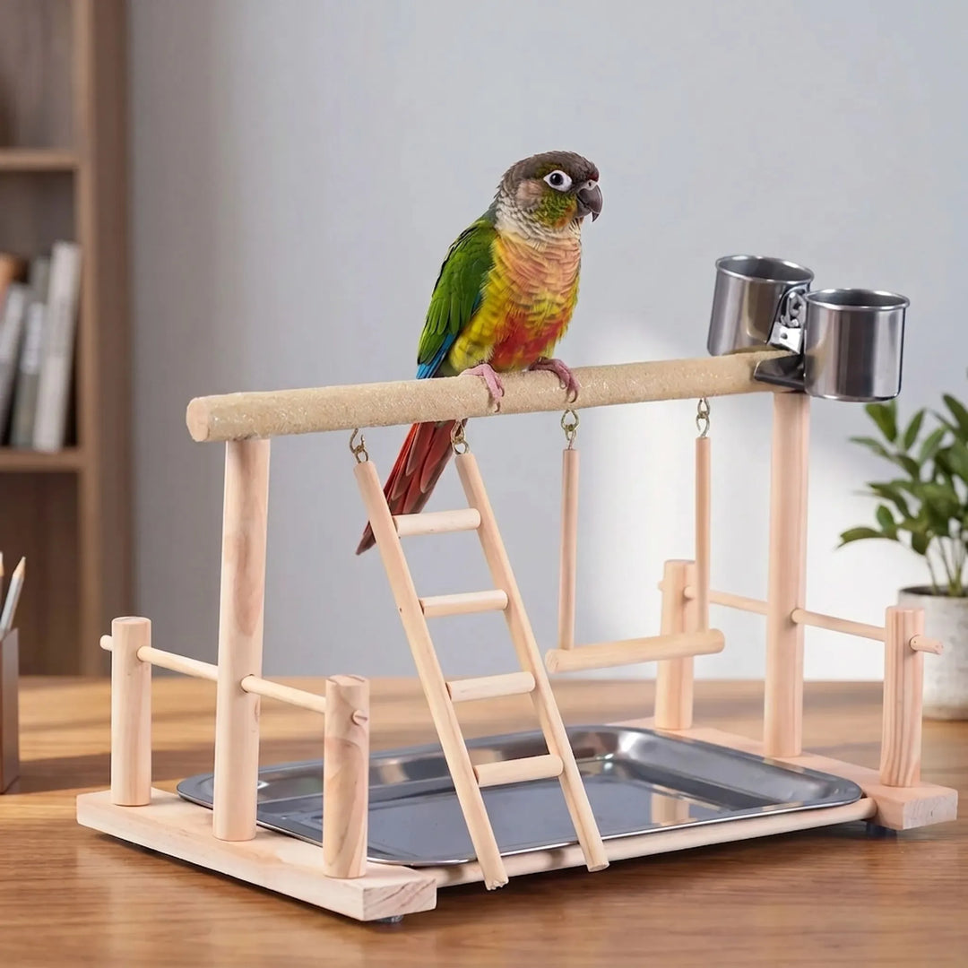 Conure standing on a sand-textured top perch of the stand, with ladder, swing and steel cups, on a wooden desk. 3
