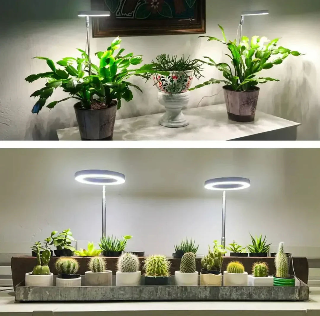 Two-part photo: ring lights over leafy plants on a white console, and over a metal tray of small potted cacti. 2