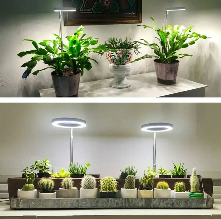 Two-part photo: ring lights over leafy plants on a white console, and over a metal tray of small potted cacti. 2