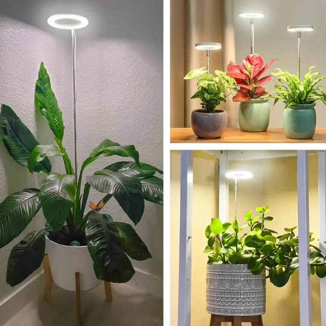 Collage of grow lights in use: above a large leafy plant in a corner, on a shelf, and over a patterned pot. 3