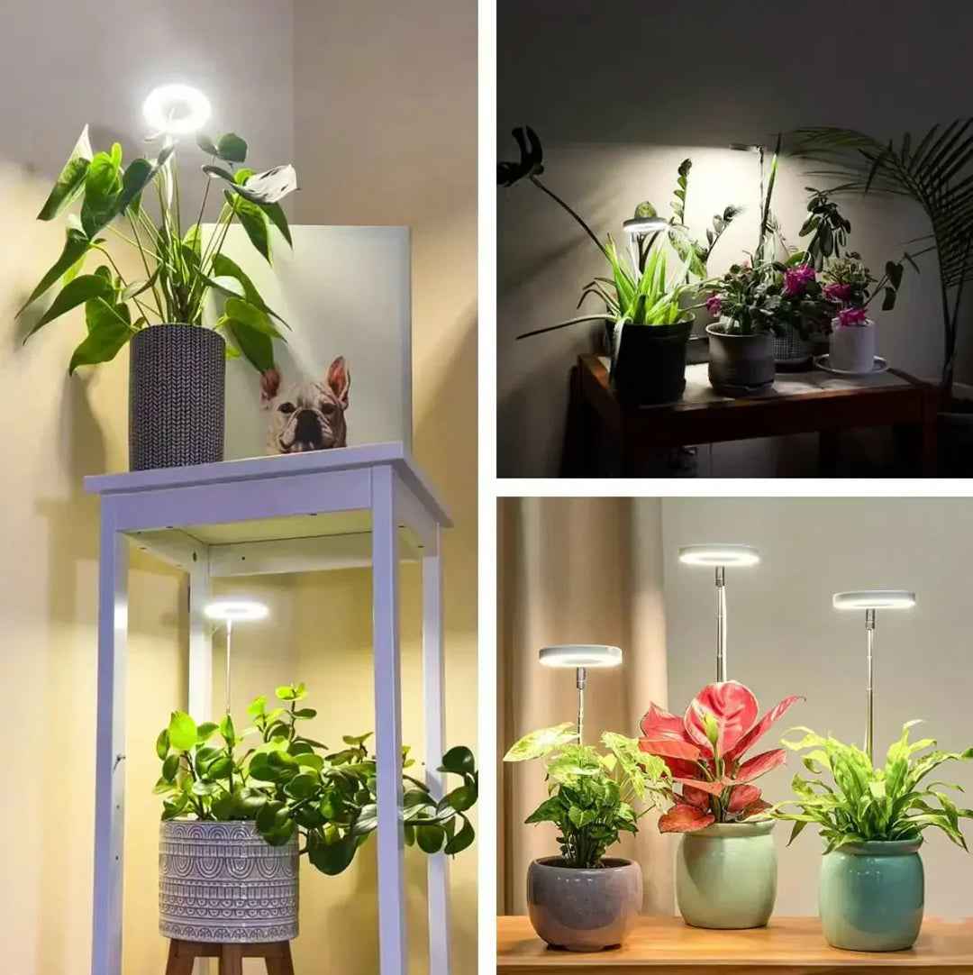 Collage of ring grow lights over houseplants on a white shelf stand, a dark console with flowering pots, and a wooden shelf. 4