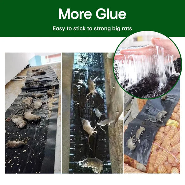 Black glue trap detail with rats caught on the sheets and sticky adhesive