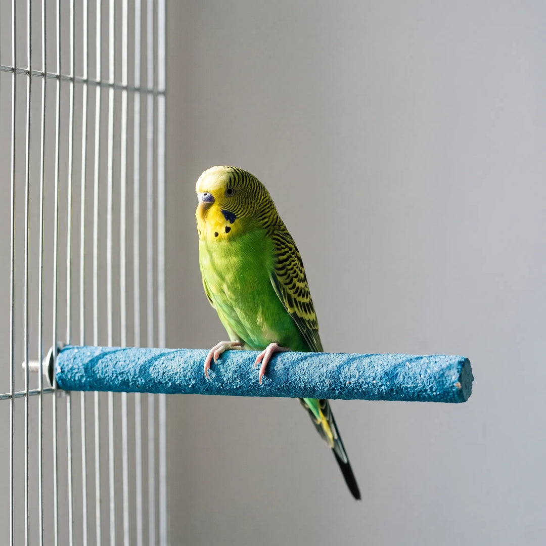 Green and yellow budgerigar gripping a blue textured perch that is mounted on a metal cage's vertical bars. 3
