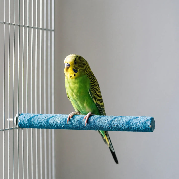 Green and yellow budgerigar gripping a blue textured perch that is mounted on a metal cage's vertical bars. 3