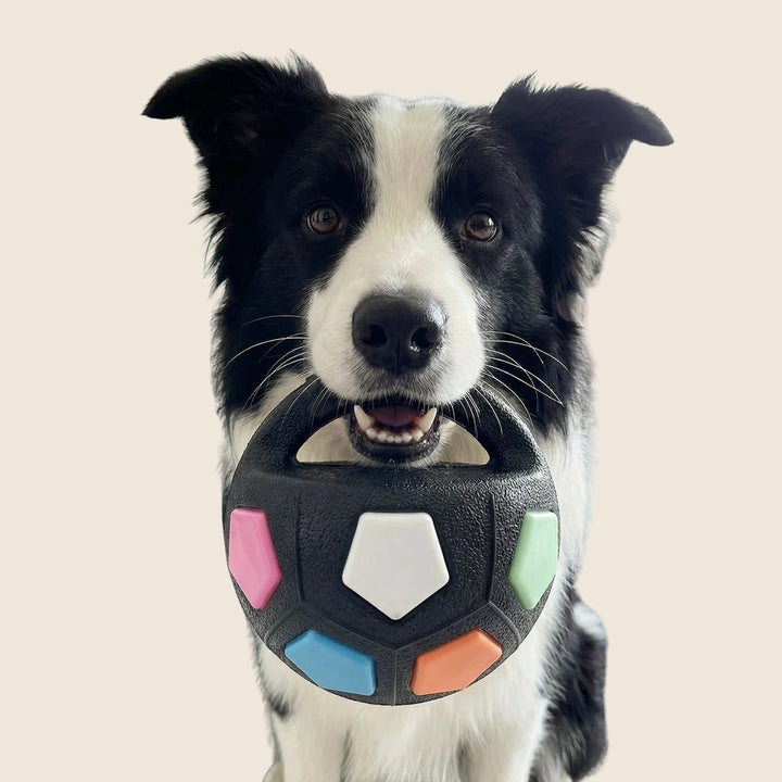 Black and white border collie holding a black textured ball with a carry handle and pastel panels.