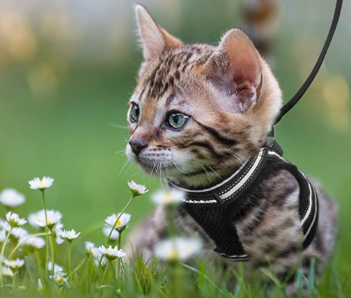 Cat harness with leash - AdventureKit-Black-S-Nora Luxe
