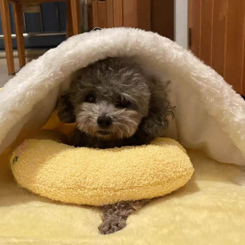 Comfortable Cushion for Dogs - CalmNest-Yellow-Nora Luxe