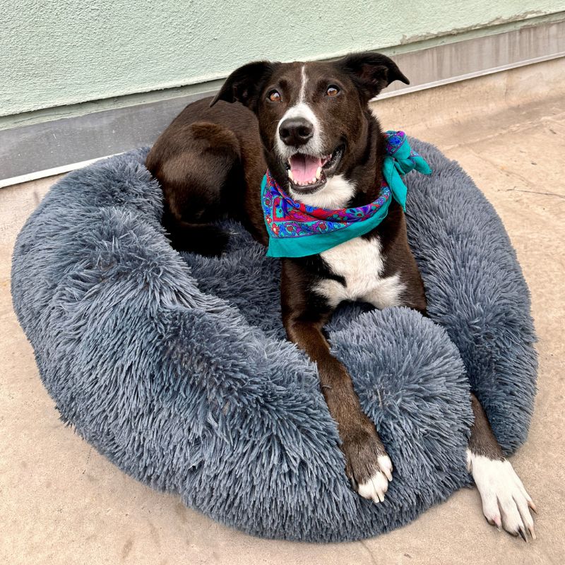 Calming Anti-Stress Dog Cushion – Nuvio