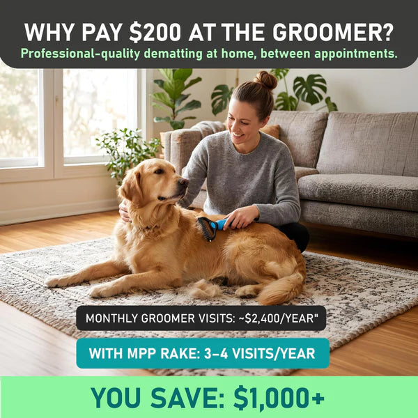 Woman sitting on a living room rug using the blue rake on a golden retriever 2