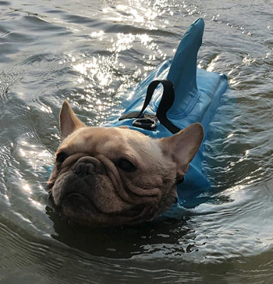 Dog Life Jacket - AquaPup-Blue-XS-Nora Luxe