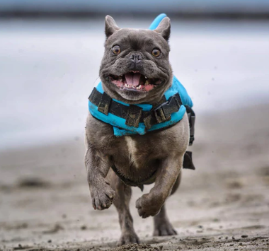 Dog Life Jacket - AquaPup-Blue-XS-Nora Luxe