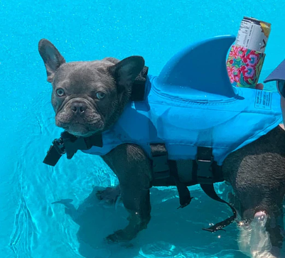 Dog Life Jacket - AquaPup-Blue-XS-Nora Luxe