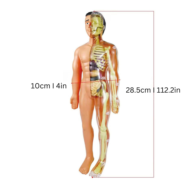 Educational Anatomy Model for Children - BioBouw-Nora Luxe