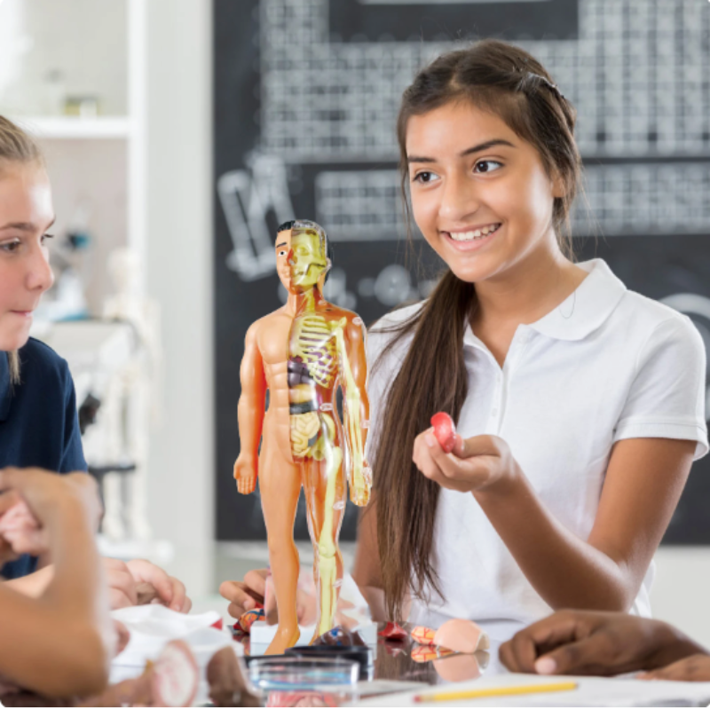 Educational Anatomy Model for Children - BioBouw-Nora Luxe
