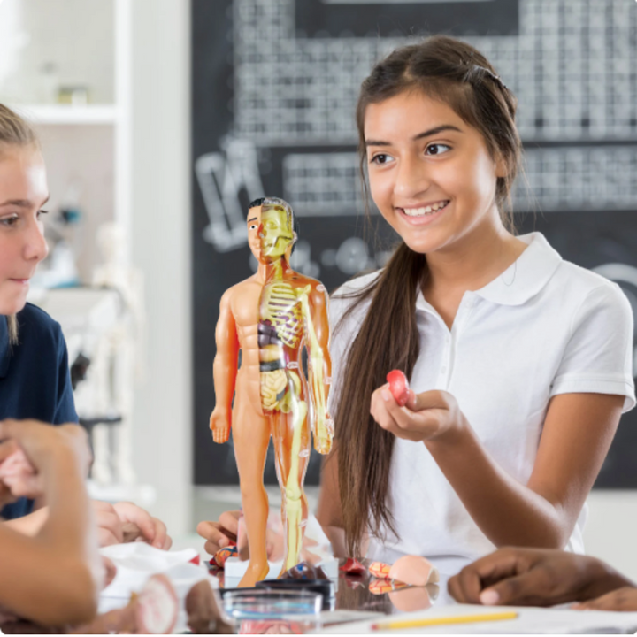 Educational Anatomy Model for Children - BioBouw-Nora Luxe