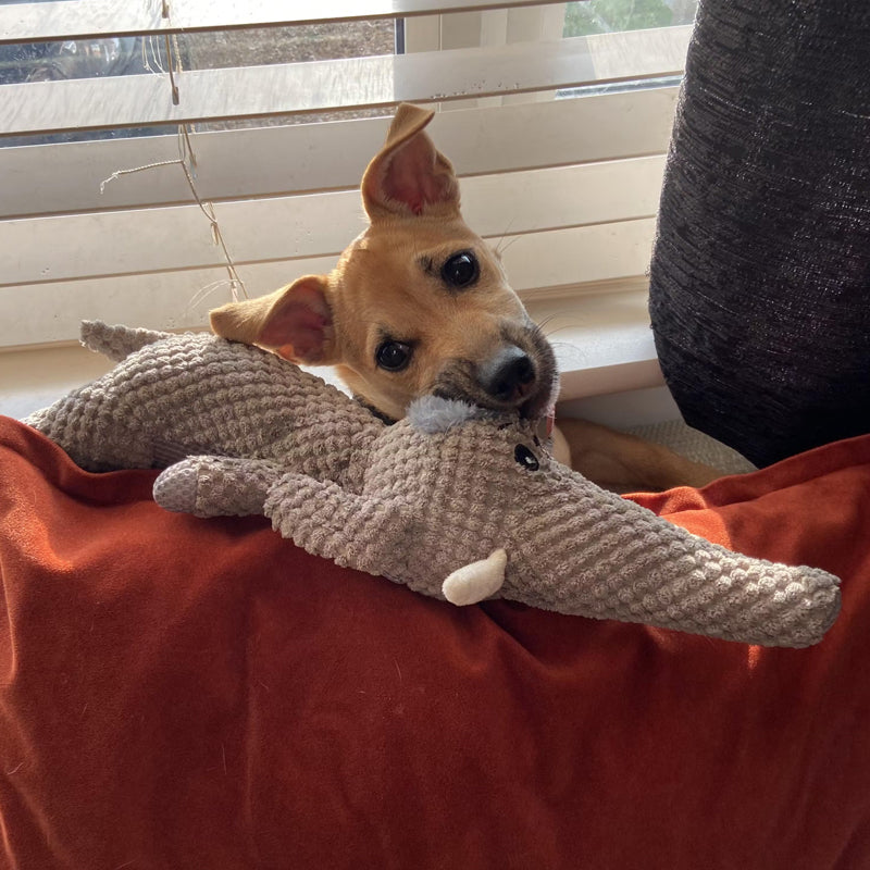 Extra Strong Dog Toy - Maximus-Wolf-Nora Luxe