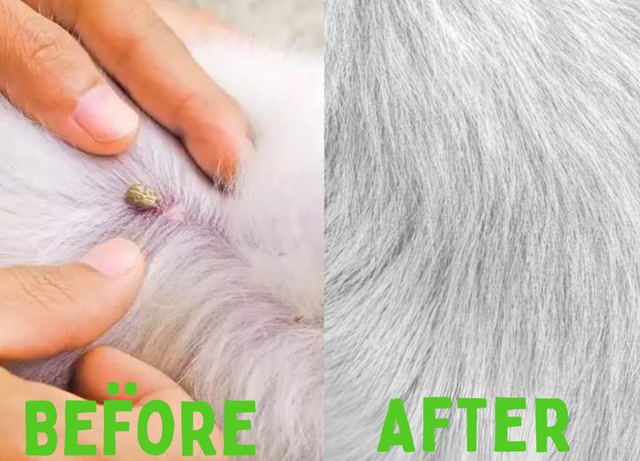 Flea and Tick Collar - FleaGuard-Nora Luxe