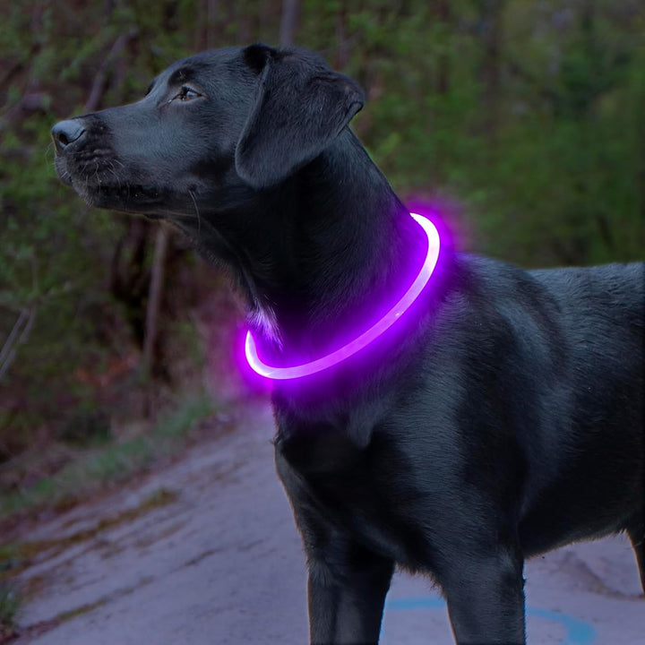 GlowSafe LED Dog Collar – Rechargeable USB Safety Light-Purple-Nora Luxe