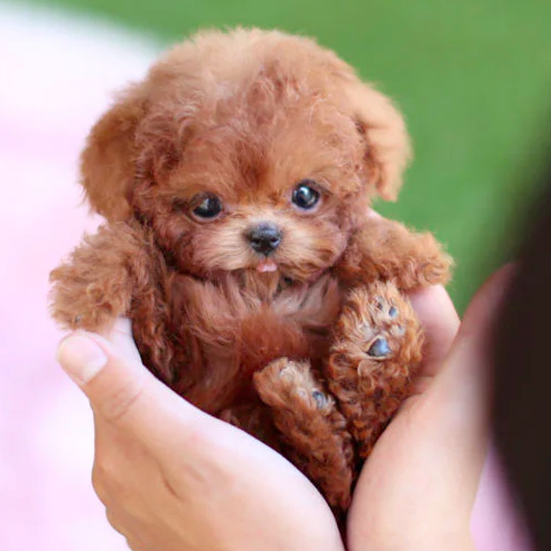 Brown robot puppy with glossy dark eyes and a small pink tongue, cradled in two cupped hands.