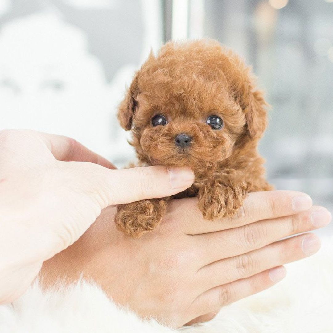 Brown robot puppy detail resting its paws on a person's hand while a fingertip touches its chin.