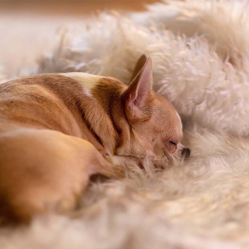 Luxury Waterproof Pet Blanket - CozyPaw™-White/brown-29.53″ × 39.37″-Nora Luxe