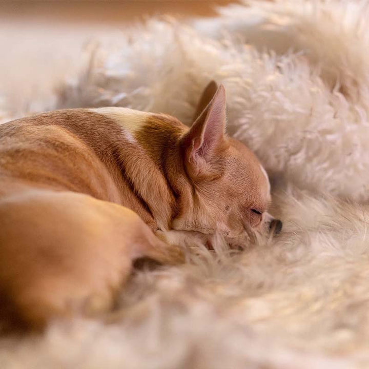 Luxury Waterproof Pet Blanket - CozyPaw™-White/brown-29.53″ × 39.37″-Nora Luxe