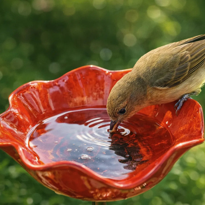 Close-up of a small brown bird drinking from the red ruffled bowl.