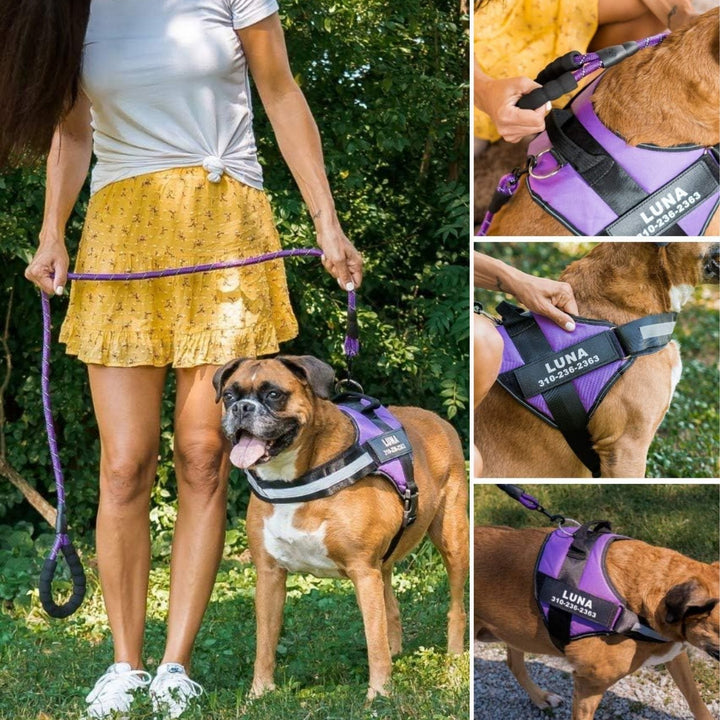 Woman walking a boxer in a purple harness, with three close-ups of the fit and leash ring.