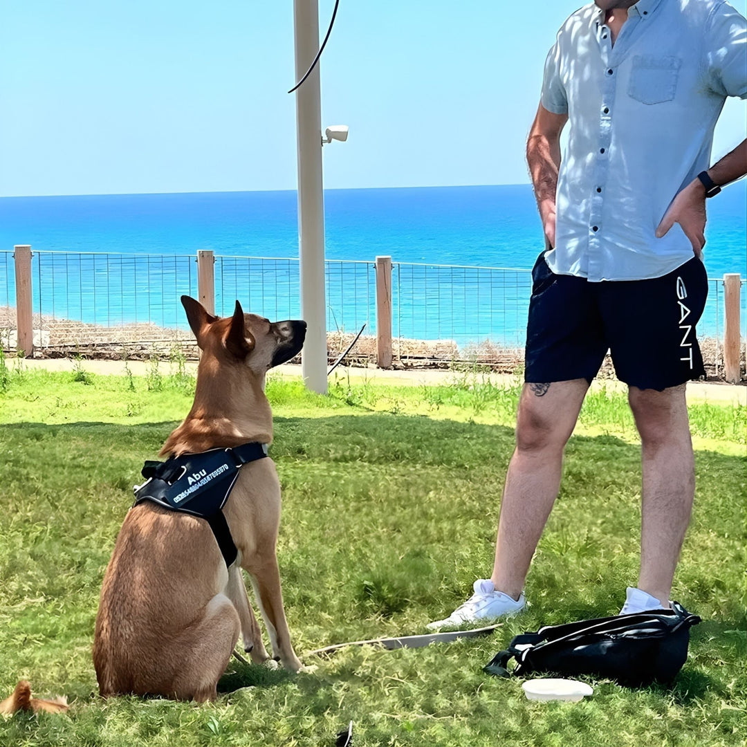 Tan dog wearing a black harness with a small name patch beside a standing man on grass.