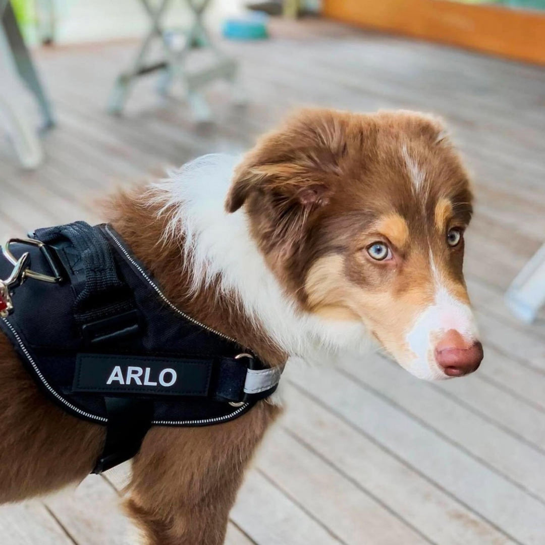 Brown and white dog wearing a black harness with leash clip and a white name patch.