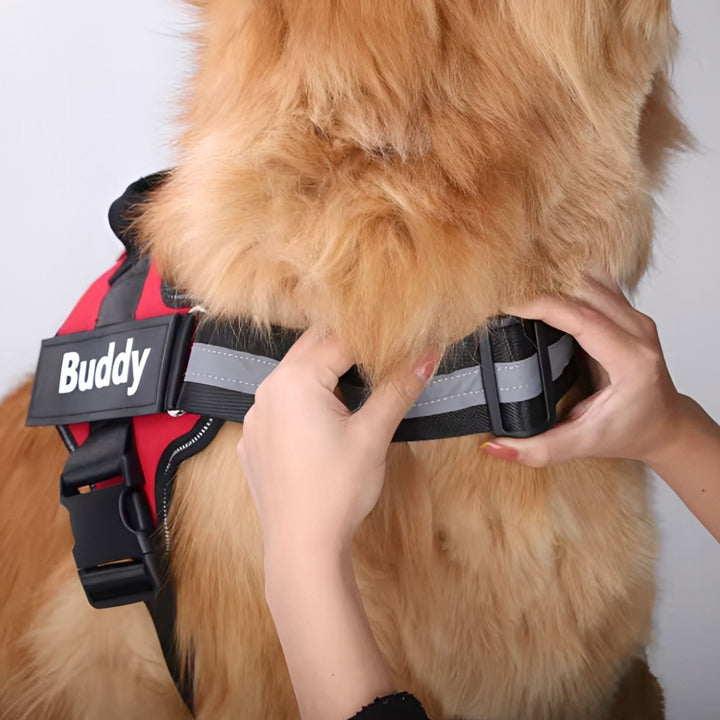 Hands adjusting the reflective chest strap and buckle of a red harness on a fluffy golden dog.